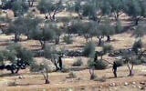 Footage appears to show settlers cutting  down olive trees in the South Hebron Hills, on November 7, 2025. (Screen capture via X, used in accordance with Clause 27a of the Copyright Law)