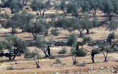 Footage appears to show settlers cutting  down olive trees in the South Hebron Hills, on November 7, 2025. (Screen capture via X, used in accordance with Clause 27a of the Copyright Law)