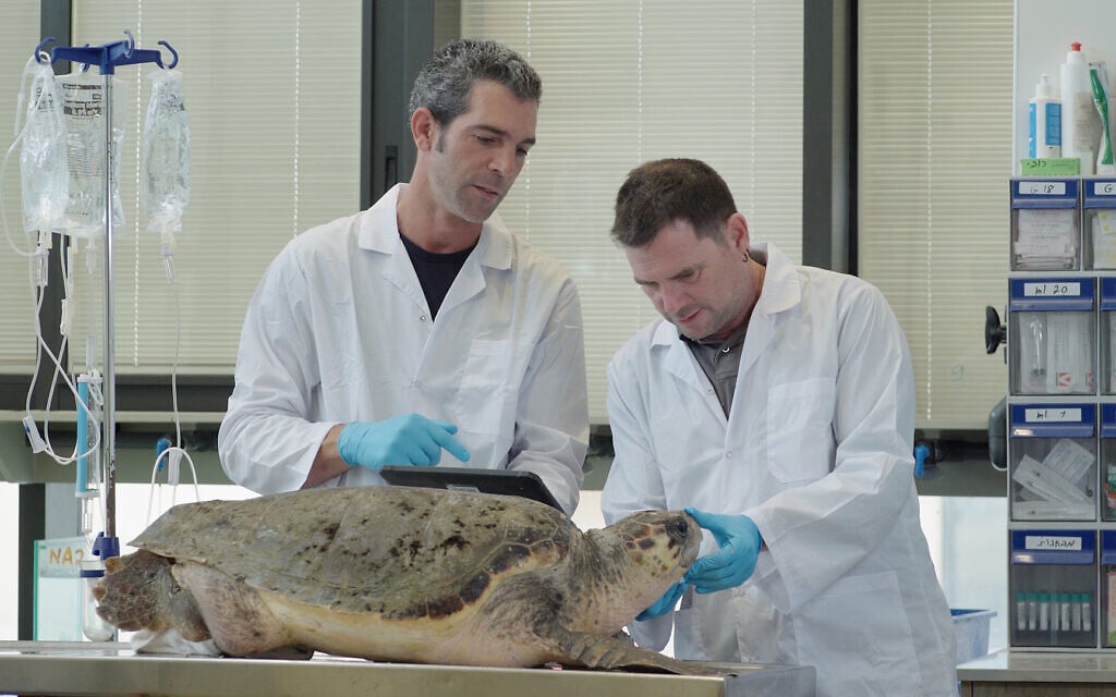 Marking a global first, Israel’s new Sea Turtle Rescue Center comes out of its shell