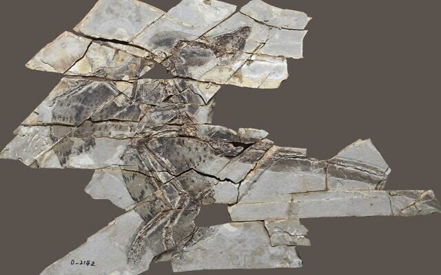160 million-year-old Anchiornis fossils. (Tel Aviv University) 160 million-year-old Anchiornis fossils. (Tel Aviv University)