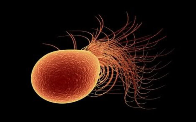 This archaeon, or single-celled organism, is Pyrococcus furiosus, whose name means 'furious fireball.' It is most at home at temperatures exceeding 100 degrees Celsius (212 degrees Farenheit). (Courtesy/Weizmann Institute of Science) This archaeon, or single-celled organism, is Pyrococcus furiosus, whose name means 'furious fireball.' It is most at home at temperatures exceeding 100 degrees Celsius (212 degrees Farenheit). (Courtesy/Weizmann Institute of Science)