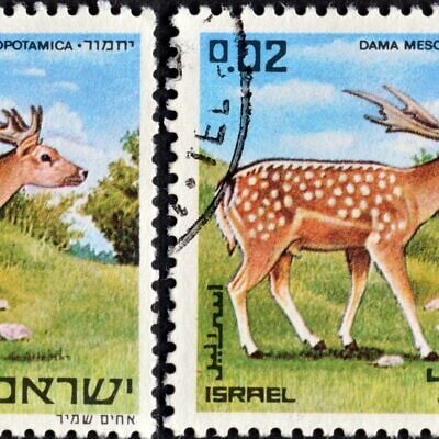 Licensed by Israel Story from Dragan Ilic at Dreamstime.com