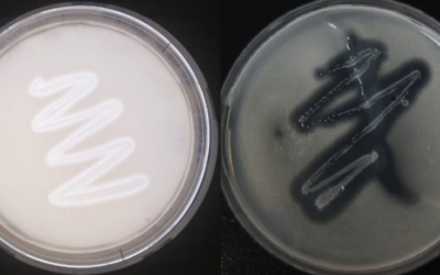 Illustrative: Strains of B. paralicheniformis seen on skim milk, left, and gelatin agars. (CC-BY; Saniya Aktayeva, Bekbolat Khassenov in Scientific Reports)