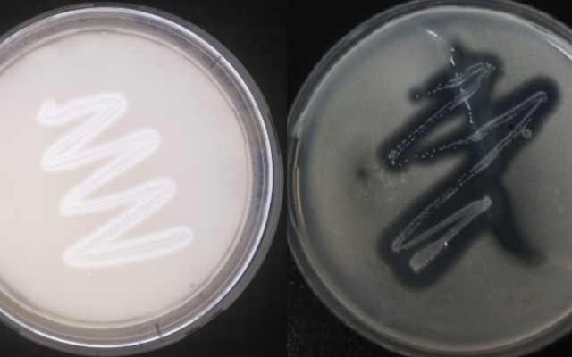 Illustrative: Strains of B. paralicheniformis seen on skim milk, left, and gelatin agars. (CC-BY; Saniya Aktayeva, Bekbolat Khassenov in Scientific Reports)