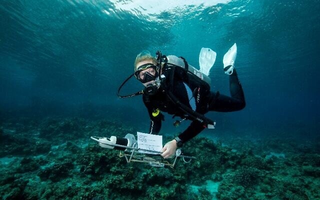 Dr. Herdís G. R. Steinsdóttir, a postdoctoral researcher working with Dr. Miguel J. Frada from the Department of Ecology, Evolution and Behavior at the Hebrew University of Jerusalem and the Interuniversity Institute for Marine Sciences in Eilat, deploys an instrument near the reef in Eilat to record water currents, allowing her to keep track of the direction of sea currents. (Courtesy/Jake Stout)