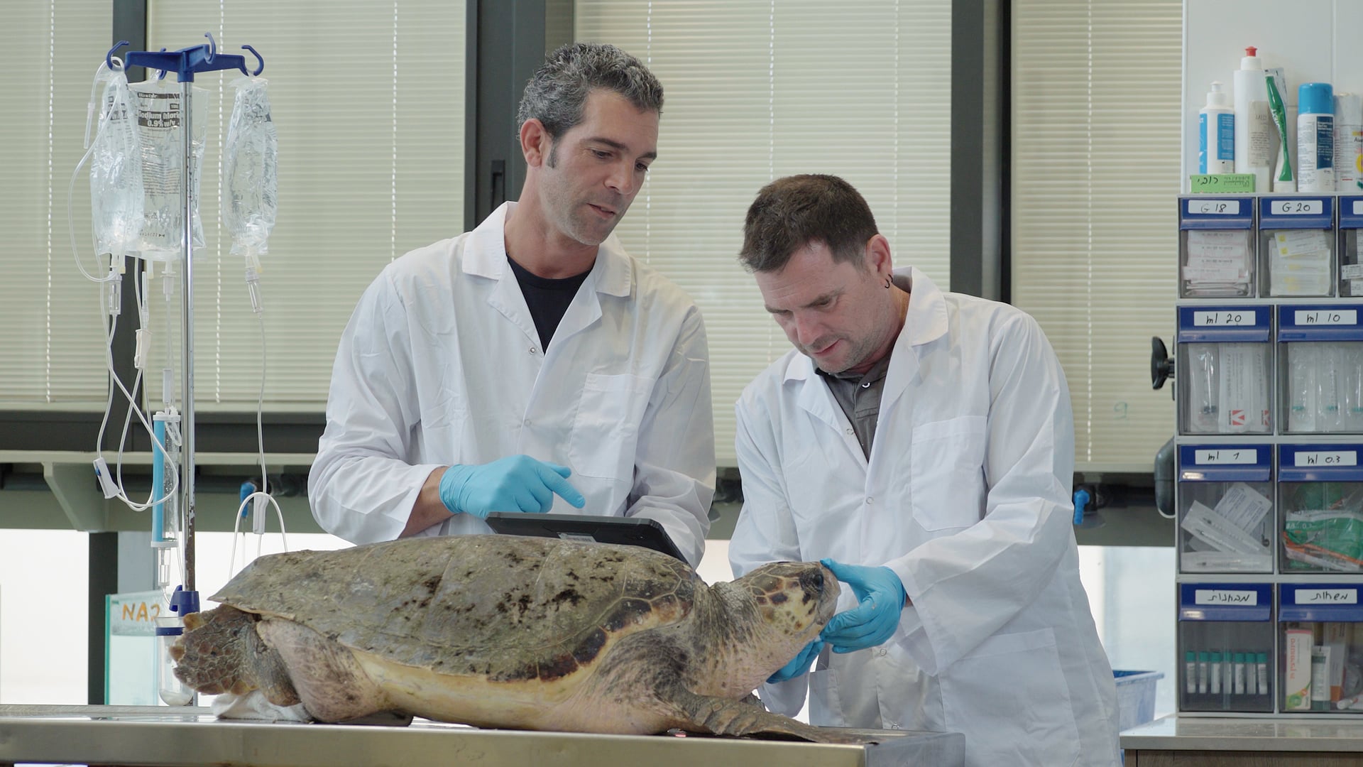 Marking a global first, Israel’s new Sea Turtle Rescue Center comes out of its shell