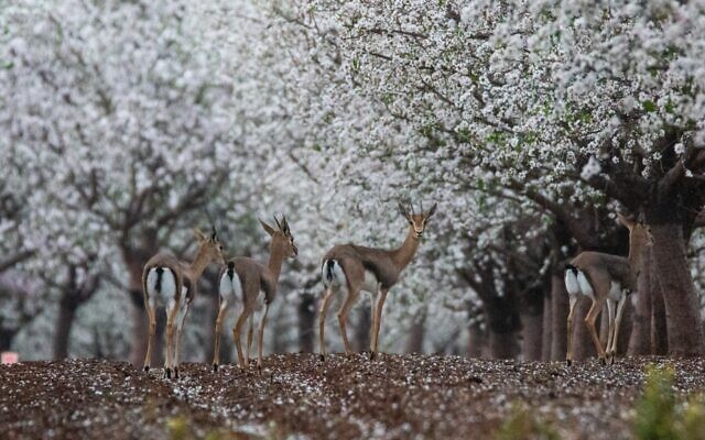 Mountain gazelles seen near blossoming almond trees. (Nimrod Lahav, Israel Nature and Parks Authority) Mountain gazelles seen near blossoming almond trees. (Nimrod Lahav, Israel Nature and Parks Authority)