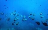 Common two-banded seabream fish swim in the protected area of France's Porquerolles National Park on June 6, 2025. (AP Photo/Annika Hammerschlag,)