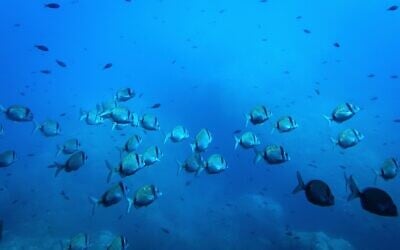 Common two-banded seabream fish swim in the protected area of France's Porquerolles National Park on June 6, 2025. (AP Photo/Annika Hammerschlag,)