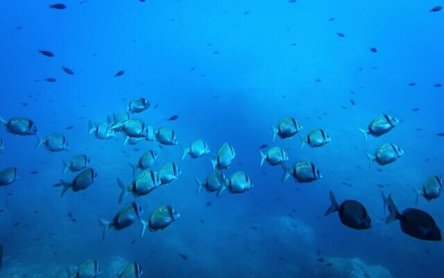 Common two-banded seabream fish swim in the protected area of France's Porquerolles National Park on June 6, 2025. (AP Photo/Annika Hammerschlag,) Common two-banded seabream fish swim in the protected area of France's Porquerolles National Park on June 6, 2025. (AP Photo/Annika Hammerschlag,)