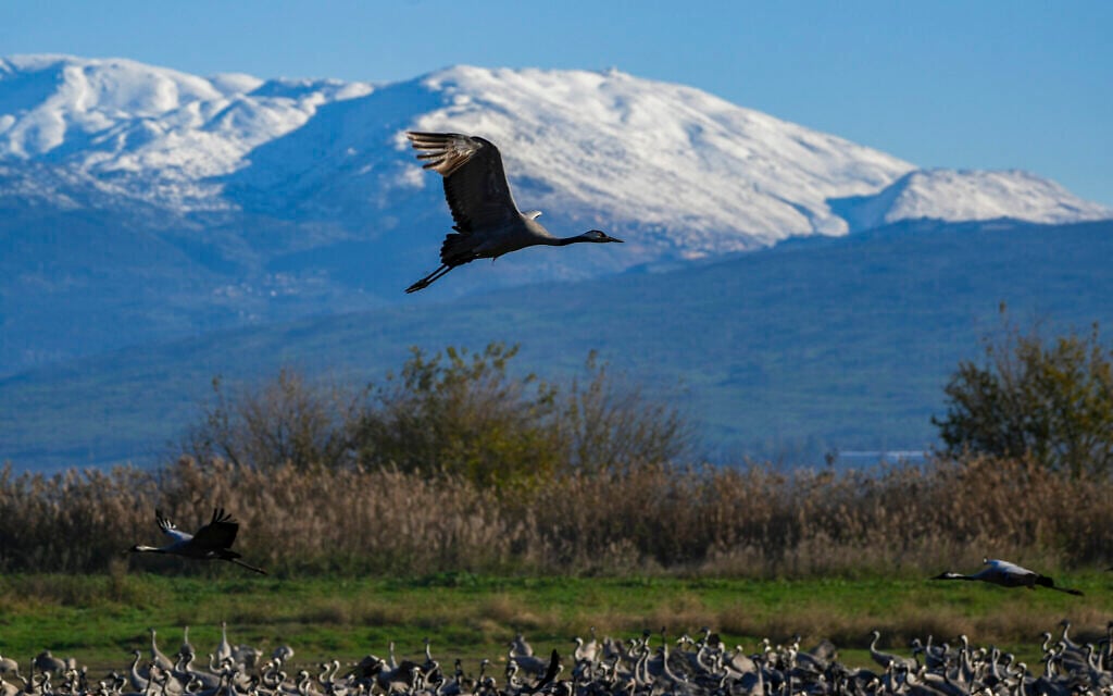 Cranes and flamingos are seen at the Hula Valley lake, near Mount Hermon, January 15, 2026. (Ayal Margolin/Flash90)