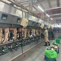 Milking time at Kibbutz Alumim's dairy, near the Gaza border in southern Israel, January 13, 2026. (Sue Surkes/Times of Israel)