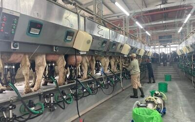 Milking time at Kibbutz Alumim's dairy, near the Gaza border in southern Israel, January 13, 2026. (Sue Surkes/Times of Israel) Milking time at Kibbutz Alumim's dairy, near the Gaza border in southern Israel, January 13, 2026. (Sue Surkes/Times of Israel)