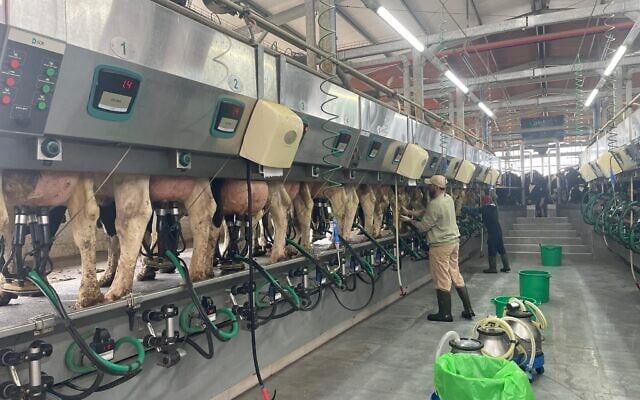 Milking time at Kibbutz Alumim's dairy, near the Gaza border in southern Israel, January 13, 2026. (Sue Surkes/Times of Israel)