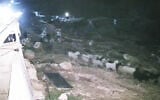 Settlers, accompanied by IDF soldiers, appear to steal livestock from the Palestinian hamlet of Khirbet al-Halawa, in the enclave of Masafer Yatta in the southern West Bank, January 27, 2026. (X video screenshot/used in accordance with Clause 27a of the Copyright Law)