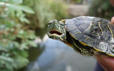 A red-eared slider turtle used in the Tel Aviv University research (Courtesy)