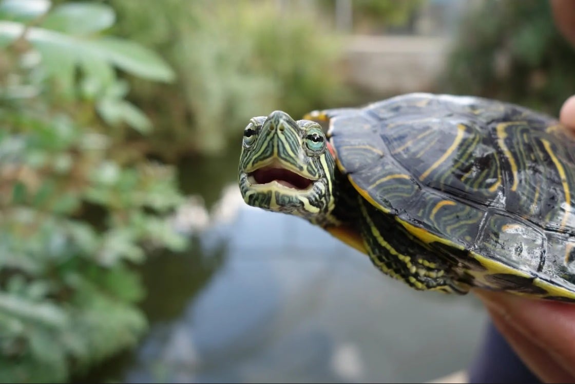 Israeli researchers find humans, turtles, share key brain function going back 320 million years