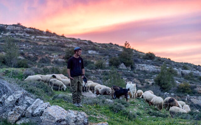 A shepherd Israeli settler prays as he takes a flock of sheep for an evening graze outside the Palestinian village of Battir in the West Bank on February 12, 2026. (ilia YEFIMOVICH / AFP) A shepherd Israeli settler prays as he takes a flock of sheep for an evening graze outside the Palestinian village of Battir in the West Bank on February 12, 2026. (ilia YEFIMOVICH / AFP)
