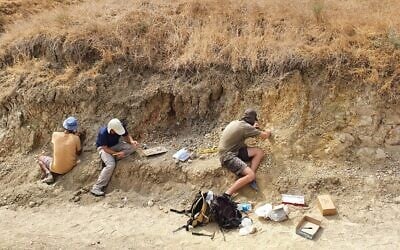 Excavations at the prehistoric site of ‘Ubeidiya in the Jordan Valley, south of the Sea of Galilee, in images shared in April 2024. (Emil Aladjem/Israel Antiquities Authority)