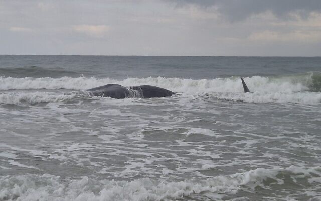 The carcass of a sperm whale at Zikim beach in southern Israel, February 24, 2026. (Eviatar Ben Avi, Israel Nature and Parks Authority) The carcass of a sperm whale at Zikim beach in southern Israel, February 24, 2026. (Eviatar Ben Avi, Israel Nature and Parks Authority)