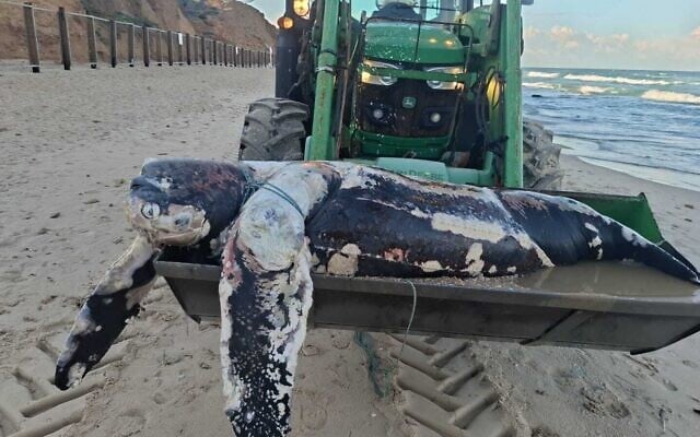 The carcass of leatherback sea turtle that washed up on Herzliya beach, February 24, 2026. (Nidal Odeh, Operations Manager at the Herzliya Municipality's Coastal Authority) The carcass of leatherback sea turtle that washed up on Herzliya beach, February 24, 2026. (Nidal Odeh, Operations Manager at the Herzliya Municipality's Coastal Authority)