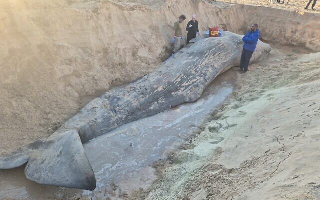 The carcass of a sperm whale that washed up on the Mediterranean shore in central Herzliya on February 24, 2026. (Eviatar Ben Ari, Israel Nature and Parks Authority) The carcass of a sperm whale that washed up on the Mediterranean shore in central Herzliya on February 24, 2026. (Eviatar Ben Ari, Israel Nature and Parks Authority)