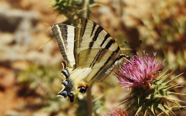A Scarce swallowtail. (Talia Oron/Israel Nature and Parks Authority) A Scarce swallowtail. (Talia Oron/Israel Nature and Parks Authority)
