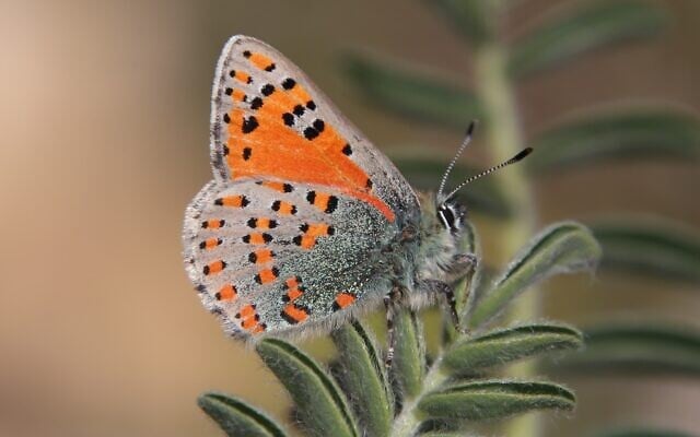 The Levantine Vernal Copper butterfly. (Gilad Weill/Israel Nature and Parks Authority) The Levantine Vernal Copper butterfly. (Gilad Weill/Israel Nature and Parks Authority)
