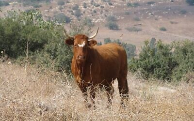 A bull grazing on the hills of the Lower Galilee region of northern Israel. (Yair Haklai, CC BY-SA 3.0, Wikimedia Commons)