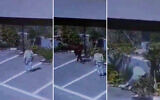 Screen captures from a video of Iyad Arar, 60, collapsing during an alleged confrontation with extremist settlers in the central West Bank, March 19, 2026. (X. Used in accordance with Clause 27a of the Copyright Law)