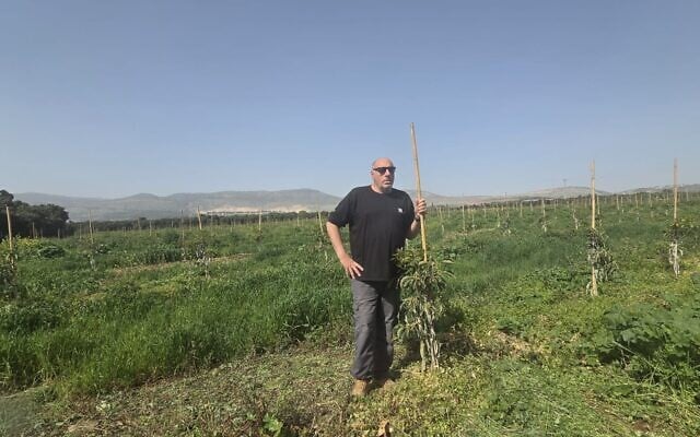 Ofer Moskovitz stands in his avocado grove on March 12, 2026, overlooking the border with Lebanon. (Courtesy)
