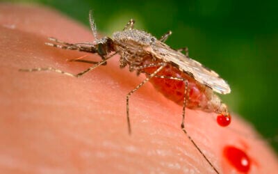 This file photo provided by the US Centers for Disease Control and Prevention shows a feeding female mosquito in the process of obtaining its blood meal through its sharp, needle-like labrum. (James Gathany/CDC via AP)