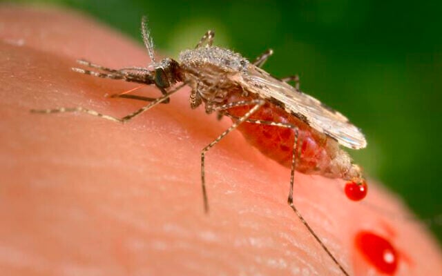 This file photo provided by the US Centers for Disease Control and Prevention shows a feeding female mosquito in the process of obtaining its blood meal through its sharp, needle-like labrum. (James Gathany/CDC via AP) This file photo provided by the US Centers for Disease Control and Prevention shows a feeding female mosquito in the process of obtaining its blood meal through its sharp, needle-like labrum. (James Gathany/CDC via AP)