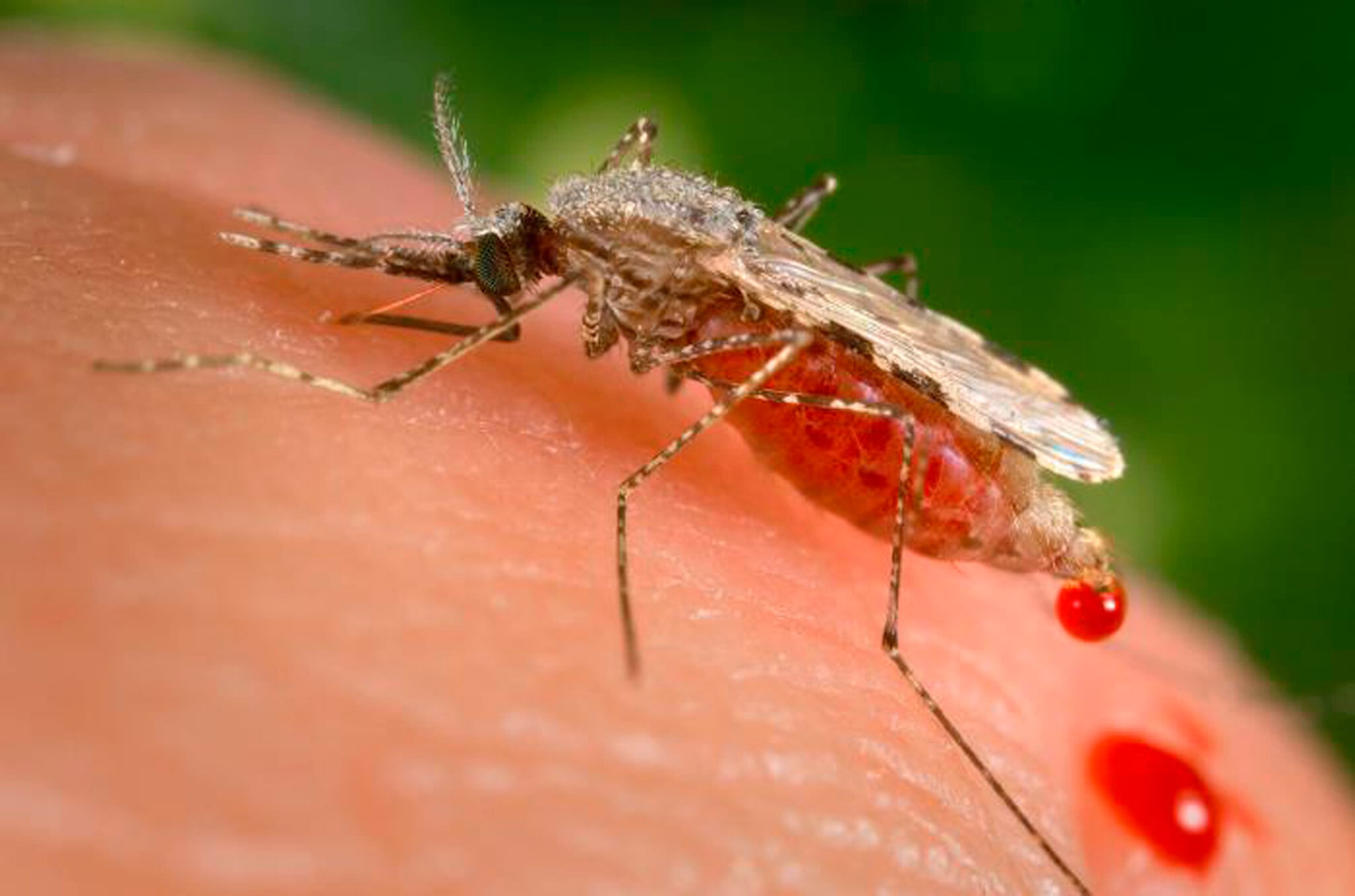 Groundbreaking Israeli study finds malarial parasites hack RNA to deceive immune system
