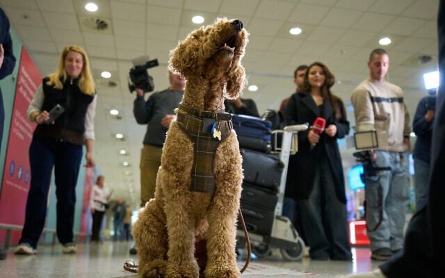 A repatriated dog after arriving at Athens International Airport Eleftherios Venizelos on March 18, 2026, after being evacuated from Abu Dhabi amid the escalating US-Israeli conflict with Iran. (AP Photo/Petros Giannakouris) A repatriated dog after arriving at Athens International Airport Eleftherios Venizelos on March 18, 2026, after being evacuated from Abu Dhabi amid the escalating US-Israeli conflict with Iran. (AP Photo/Petros Giannakouris)