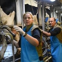 Wearing bulletproof vests, workers at Kibbutz Amir's dairy farm near the northern border continue to milk the cows during the ongoing war against Iran, March, 2026. (Via Israel Dairy Board)