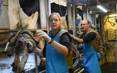 Wearing bulletproof vests, workers at Kibbutz Amir's dairy farm near the northern border continue to milk the cows during the ongoing war against Iran, March, 2026. (Via Israel Dairy Board)