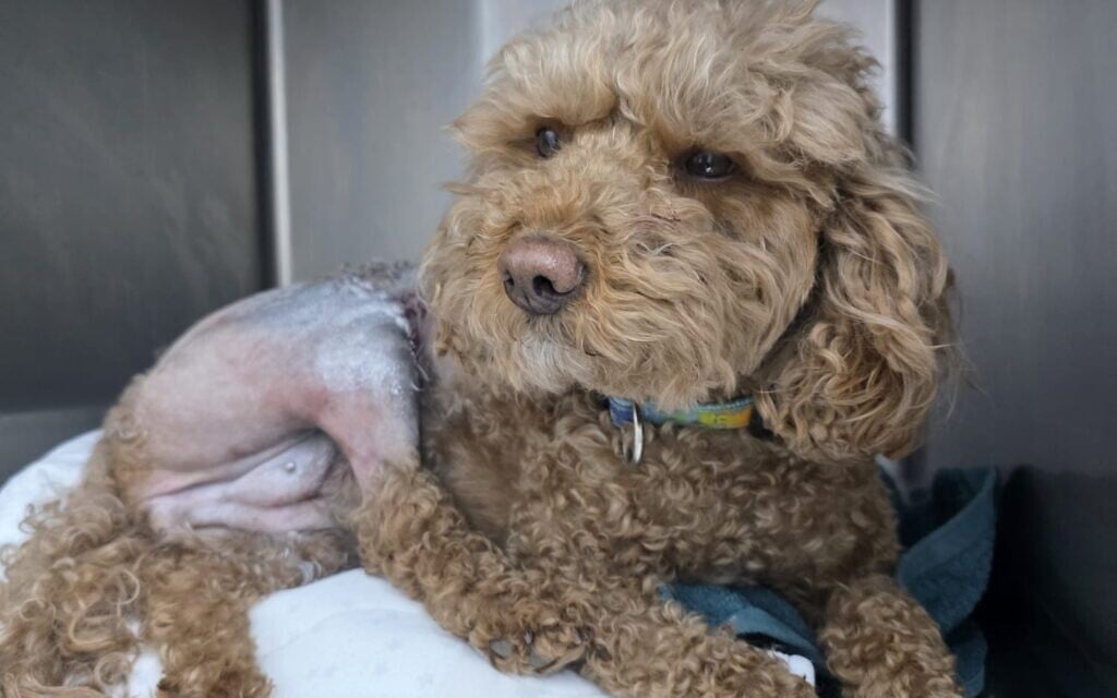 Family fundraises for poodles badly hurt in Iranian missile attack