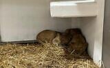 Lions rest after arriving at the Louis Ariel Goldschmidt Haifa Educational Zoo on March 26, 2026 (Courtesy)