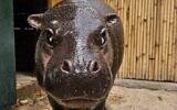 The new pygmy hippo at the Hai Park in Kiryat Motzkin, northern Israel, on April 16, 2026 (Saguy Peretz)