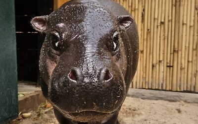 The new pygmy hippo at the Hai Park in Kiryat Motzkin, northern Israel, on April 16, 2026 (Saguy Peretz)
