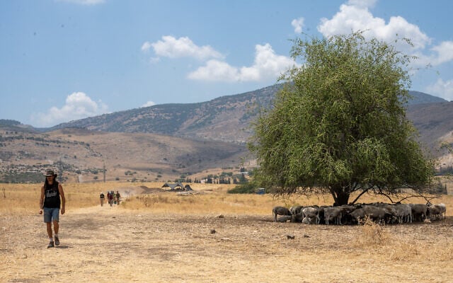 The site of Tel Hazor (Upper Galilee) in the area of the Lower City in July 2023. (Courtesy Ben Siegel/Ohio University and the Hazor Lower City Excavations)