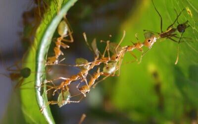 Weaver ants in the northern Australian  rainforests link their bodies to pull leaves together. (Feinerman lab)