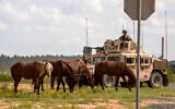 FILE - In this September 20, 2014, file photo provided by the US Army, feral horses graze in front of a soldier riding in an armored Humvee, as part of a security detail, at the Fort Polk Joint Readiness Training Center, in Fort Polk, Louisiana. (Sgt. William Gore/U.S. Army 40th Public Affairs Detachment via AP, File)