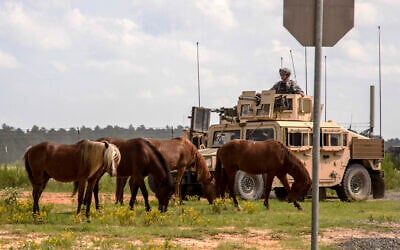 FILE - In this September 20, 2014, file photo provided by the US Army, feral horses graze in front of a soldier riding in an armored Humvee, as part of a security detail, at the Fort Polk Joint Readiness Training Center, in Fort Polk, Louisiana. (Sgt. William Gore/U.S. Army 40th Public Affairs Detachment via AP, File)