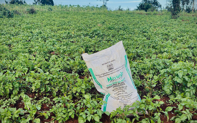 A bag of fertilizer is ready to be used on Elizabeth Wangua's land in Limuru, Kenya on March 25, 2026. (AP Photo/Jackson Njehia)