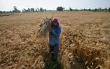 A farmer carries wheat after harvesting it on the outskirts of Jammu, India, on April 25, 2026.(AP Photo/Channi Anand)