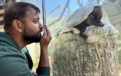 Lior Luzon, responsible for carnivores and orangutans at the Jerusalem Biblical Zoo, tries to encourage a sleepy female orangutan called Sinta to touch her nose, April 29, 2026. (Sue Surkes/Times of Israel)