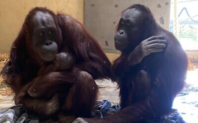 Soga (left) cuddles her new baby as Sinta looks on, at the orangutan enclose of Jerusalem's Biblical Zoo. ( (Yaron Cassuto Magen)