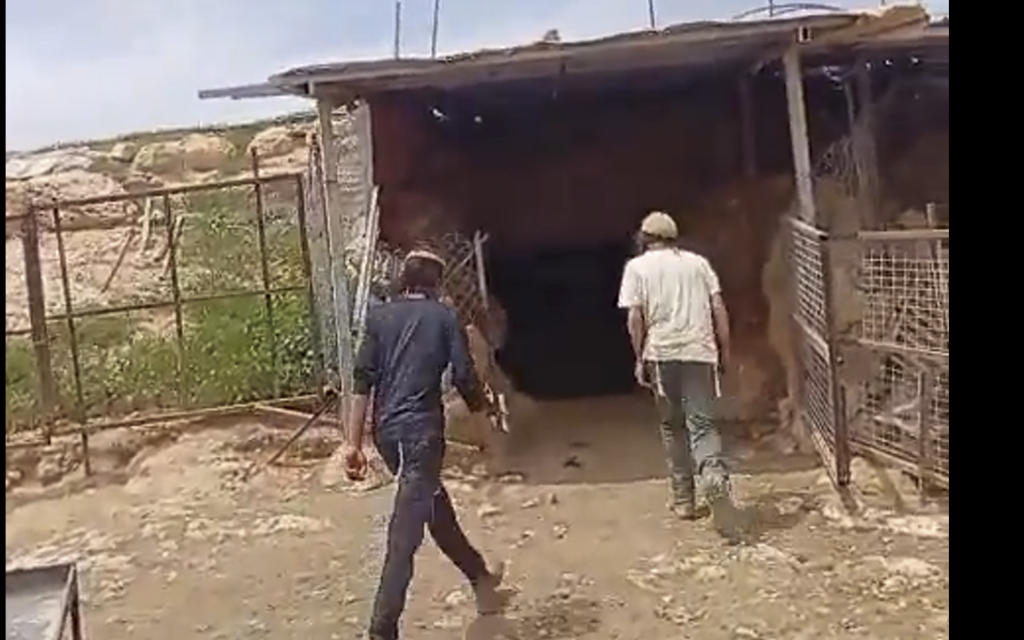 Settlers try to steal Palestinian-owned sheep in Hebron Hills as West Bank violence soars